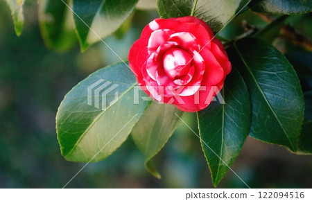複製空間:名為菊藤寺的山茶花,花瓣雜色 複製空間:名為菊藤寺的山茶花,花瓣雜色 122094516