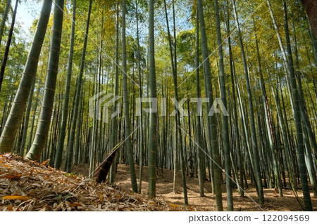 竹之裡乙國的竹筍正在發芽 竹之裡乙國的竹筍正在發芽 122094569