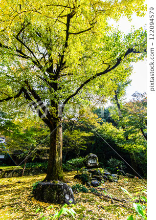 Autumn leaves in the Honbo Garden of Kiyomizu-dera Temple [Miyama City, Fukuoka Prefecture] 122094579