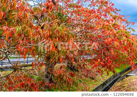 Autumn foliage along the rows of wax trees at Yanagisaka Sone [Kurume City, Fukuoka Prefecture] 122094698