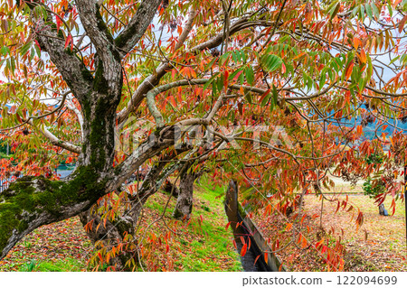 Autumn foliage along the rows of wax trees at Yanagisaka Sone [Kurume City, Fukuoka Prefecture] 122094699