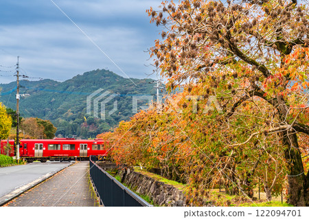 Autumn foliage along the rows of wax trees at Yanagisaka Sone [Kurume City, Fukuoka Prefecture] 122094701