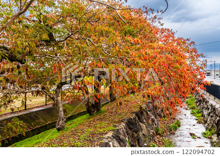 Autumn foliage along the rows of wax trees at Yanagisaka Sone [Kurume City, Fukuoka Prefecture] 122094702