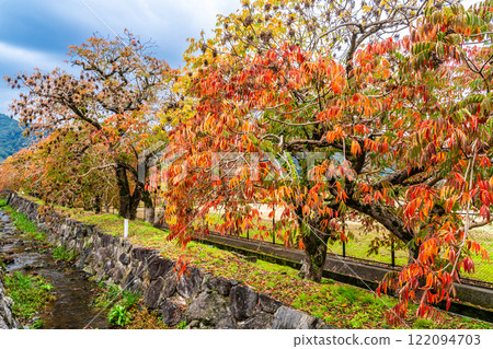 Autumn foliage along the rows of wax trees at Yanagisaka Sone [Kurume City, Fukuoka Prefecture] 122094703