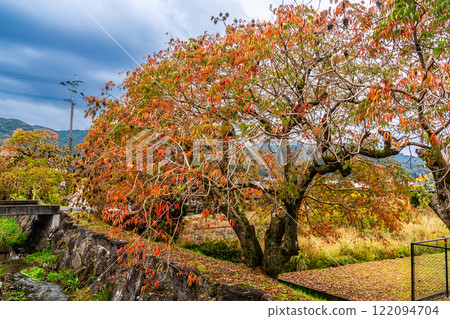 柳坂曾根橡樹的秋葉【福岡縣久留米市】 122094704