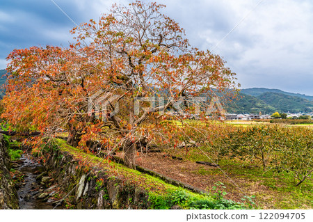 Autumn foliage along the rows of wax trees at Yanagisaka Sone [Kurume City, Fukuoka Prefecture] 122094705
