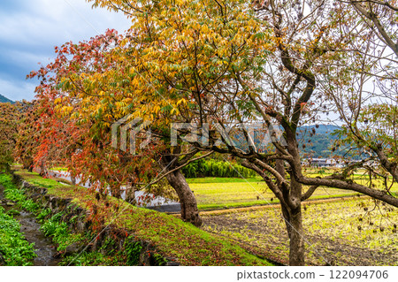 柳坂曾根橡樹的秋葉【福岡縣久留米市】 柳坂曾根橡樹的秋葉【福岡縣久留米市】 122094706