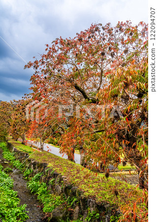 Autumn foliage along the rows of wax trees at Yanagisaka Sone [Kurume City, Fukuoka Prefecture] 122094707