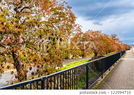 Autumn foliage along the rows of wax trees at Yanagisaka Sone [Kurume City, Fukuoka Prefecture] 122094710