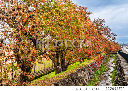 Autumn foliage along the rows of wax trees at Yanagisaka Sone [Kurume City, Fukuoka Prefecture] 122094711