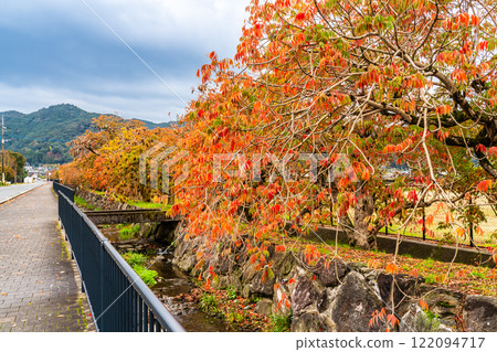 Autumn foliage along the rows of wax trees at Yanagisaka Sone [Kurume City, Fukuoka Prefecture] 122094717
