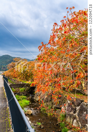 Autumn foliage along the rows of wax trees at Yanagisaka Sone [Kurume City, Fukuoka Prefecture] 122094718