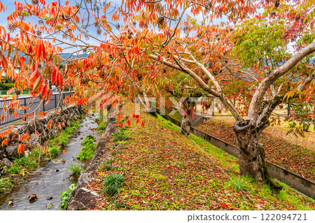 Autumn foliage along the rows of wax trees at Yanagisaka Sone [Kurume City, Fukuoka Prefecture] 122094721