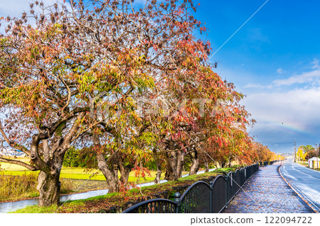 Autumn foliage along the rows of wax trees at Yanagisaka Sone [Kurume City, Fukuoka Prefecture] 122094722
