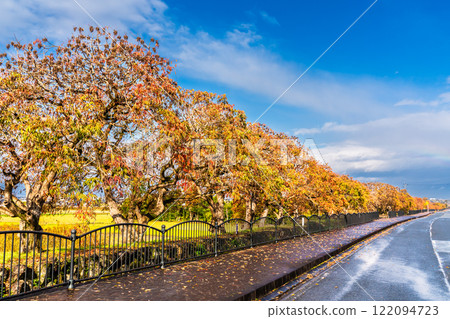 柳坂曾根橡樹的秋葉【福岡縣久留米市】 柳坂曾根橡樹的秋葉【福岡縣久留米市】 122094723