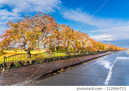 Autumn foliage along the rows of wax trees at Yanagisaka Sone [Kurume City, Fukuoka Prefecture] 122094725