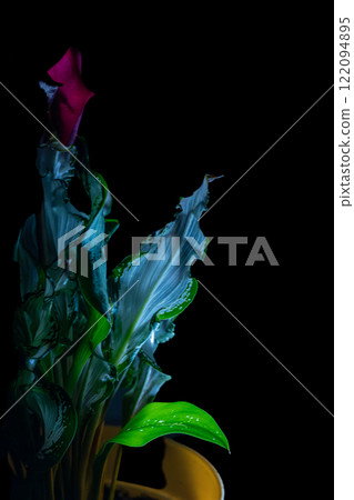 Frozen Queen flowers and leaves emerge from the darkness Frozen Queen flowers and leaves emerge from the darkness 122094895