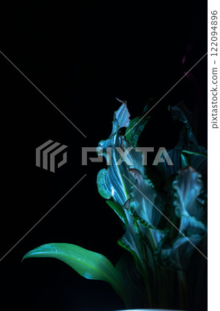 Art photo of green leaves of plants that stand out in the dark Art photo of green leaves of plants that stand out in the dark 122094896