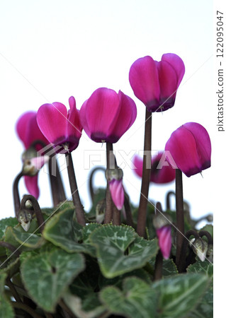 Elegant red cyclamen (photo by Fix) 122095047
