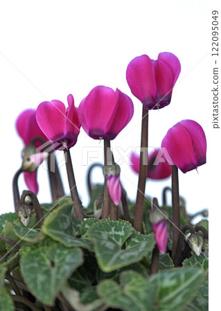 Elegant red cyclamen (photo by Fix) 122095049