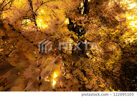 The movement of the large ginkgo tree The movement of the large ginkgo tree 122095103