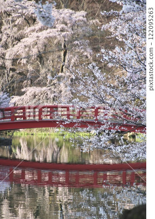 臥龍公園的櫻花（長野郡須坂市） 122095263