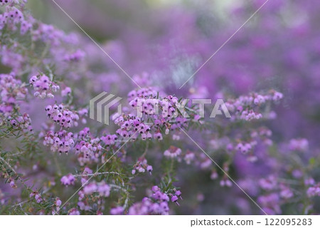 The flowers of Erica canaliculata are in bloom in pink. The scientific name is Erica canaliculata The flowers of Erica canaliculata are in bloom in pink. The scientific name is Erica canaliculata 122095283