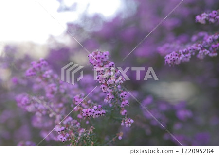 Erica canaliculata 的花朵以粉紅色盛開。學名是 Erica canaliculata Erica canaliculata 的花朵以粉紅色盛開。學名是 Erica canaliculata 122095284