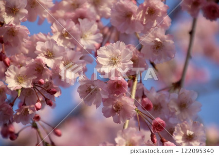 大川津流域的櫻花樹（新潟縣燕市） 122095340