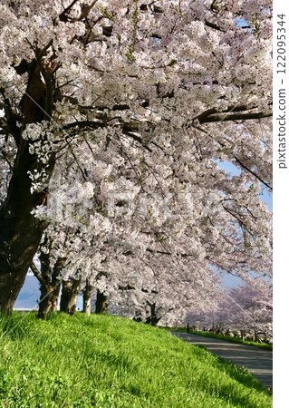 Cherry blossom trees along the Okawazu Canal (Tsubame City, Niigata Prefecture) 122095344