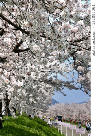 大川津流域的櫻花樹（新潟縣燕市） 122095361