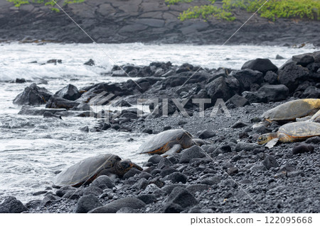Hawaiian green sea turtles are resting on black rocks. 122095668