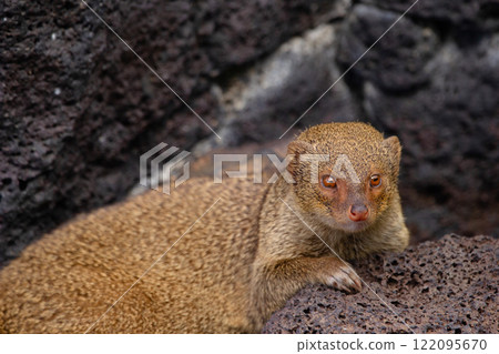 Invasive species Small Asian mongoose among volcanic rocks. Invasive species Small Asian mongoose among volcanic rocks. 122095670