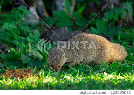 Invasive Small Asian mongoose is eating cat's food. 122095672
