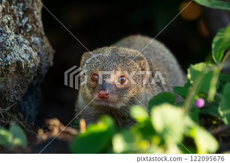 Invasive species Small Asian mongoose hides in the garden. 122095676