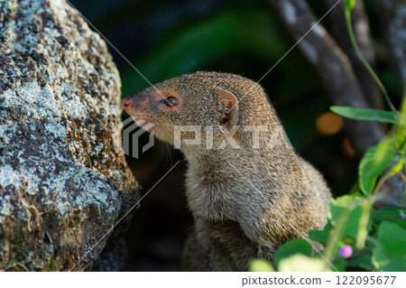 Invasive species Small Asian mongoose hides in the garden. Invasive species Small Asian mongoose hides in the garden. 122095677