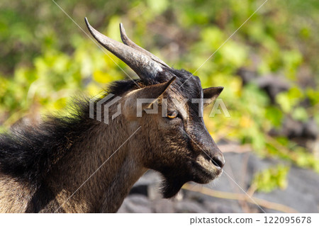 Portrait Hawaiian wild goat on rocky volcanic desert. 122095678