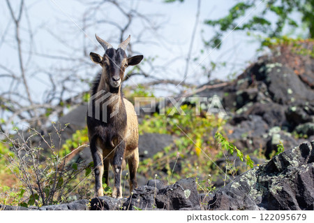 Hawaiian wild goat is standing on rocky volcanic desert. 122095679