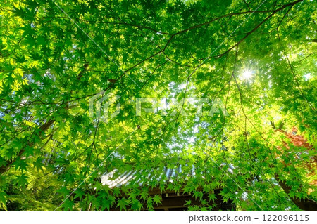 Komyoji Temple in early summer Komyoji Temple in early summer 122096115