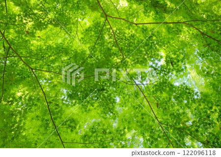 Fresh green image material Fresh green image material 122096118