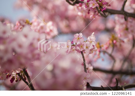 藍天下,河津櫻(Kawazuzakura)花盛開。 藍天下,河津櫻(Kawazuzakura)花盛開。 122096141