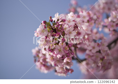 藍天下，河津櫻（Kawazuzakura）花盛開。 122096142