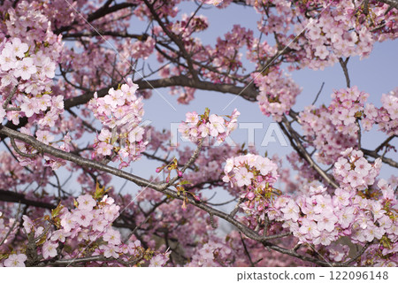 藍天下，河津櫻（Kawazuzakura）花盛開。 122096148