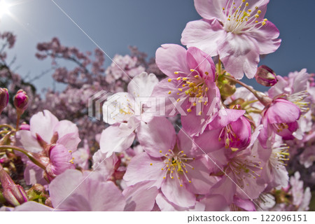 Kawazu cherry blossoms are blooming under the blue sky. 122096151
