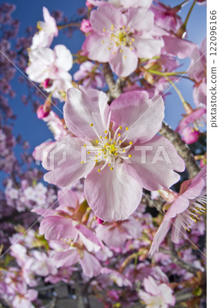 Kawazu cherry blossoms are blooming under the blue sky. 122096166