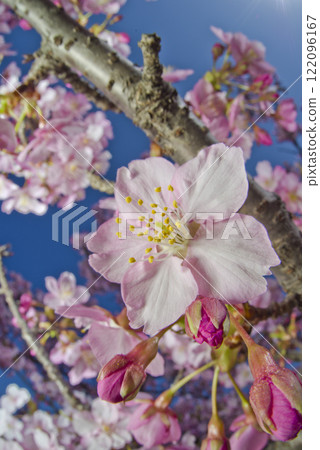 Kawazu cherry blossoms are blooming under the blue sky. 122096167