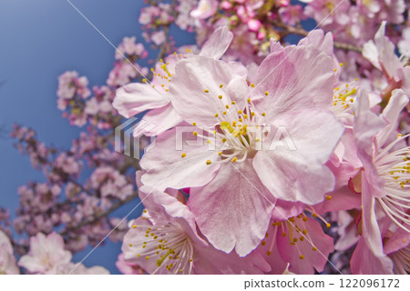 藍天下，河津櫻（Kawazuzakura）花盛開。 122096172