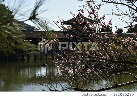 早春的平安神宮東新園青鳳池【國家指定景觀】 122096280