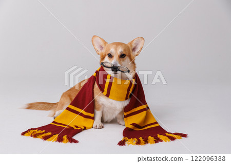 Charming corgi in a cozy scarf and round glasses, bringing smiles with its playful look Charming corgi in a cozy scarf and round glasses, bringing smiles with its playful look 122096388