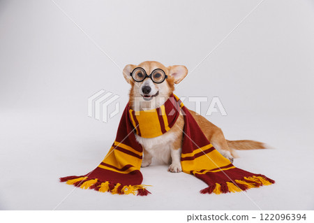 Charming corgi in a cozy scarf and round glasses, bringing smiles with its playful look Charming corgi in a cozy scarf and round glasses, bringing smiles with its playful look 122096394